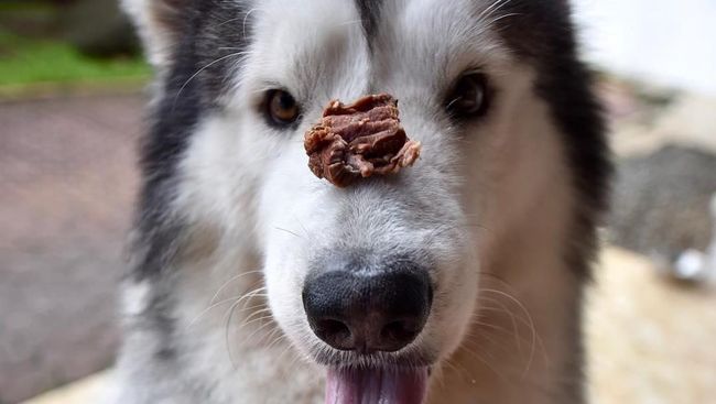 Tertarik Pelihara Anjing Ras Ini Tips Perawatannya