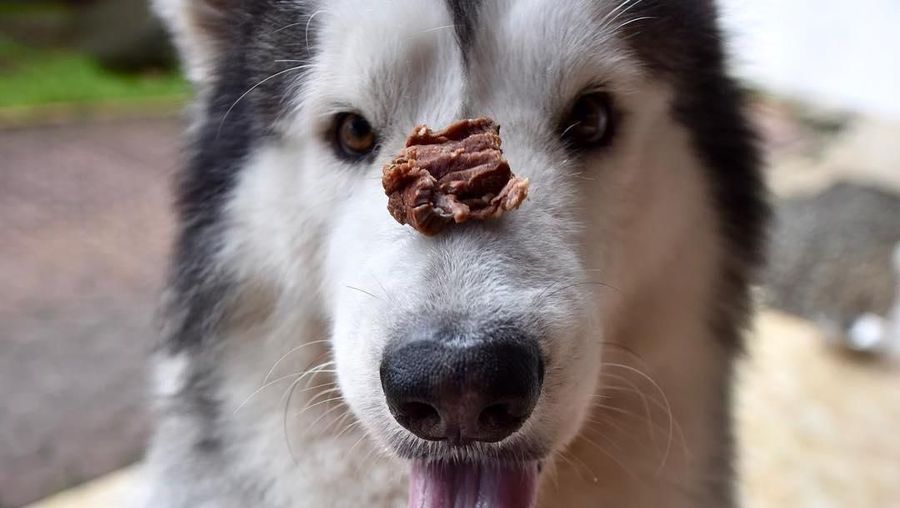 Butuh perawatan khusus untuk memelihara anjing jenis ras, mulai dari makanan, sampai dengan perawatan tubuh dan bulu-bulunya.