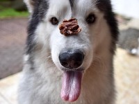 Tertarik Pelihara Anjing Ras? Ini Tips Perawatannya