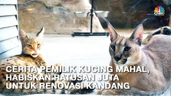 Bersua Savannah & Caracal, Kucing Senilai Ratusan Juta Rupiah