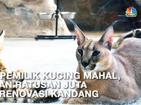 Bersua Savannah & Caracal, Kucing Senilai Ratusan Juta Rupiah