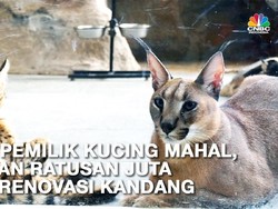 Bersua Savannah & Caracal, Kucing Senilai Ratusan Juta Rupiah