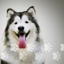 Siapkan Biaya Ini Bila Ingin Punya Anjing Peliharaan