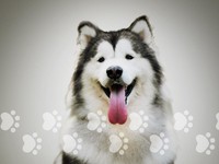 Siapkan Biaya Ini Bila Ingin Punya Anjing Peliharaan