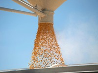Surat Izin Impor Jagung Maksimal 100.000 Ton Diterbitkan