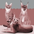 Kucingnya Mahal, Perawatannya pun Spesial