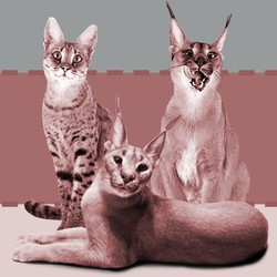 Kucingnya Mahal, Perawatannya pun Spesial