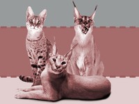Kucingnya Mahal, Perawatannya pun Spesial