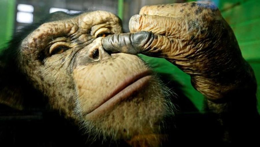 Anfisa, a 12-year-old female chimpanzee, picks its nose at the Royev Ruchey Zoo in a suburb of the Siberian city of Krasnoyarsk, Russia October 18, 2017. REUTERS/Ilya Naymushin