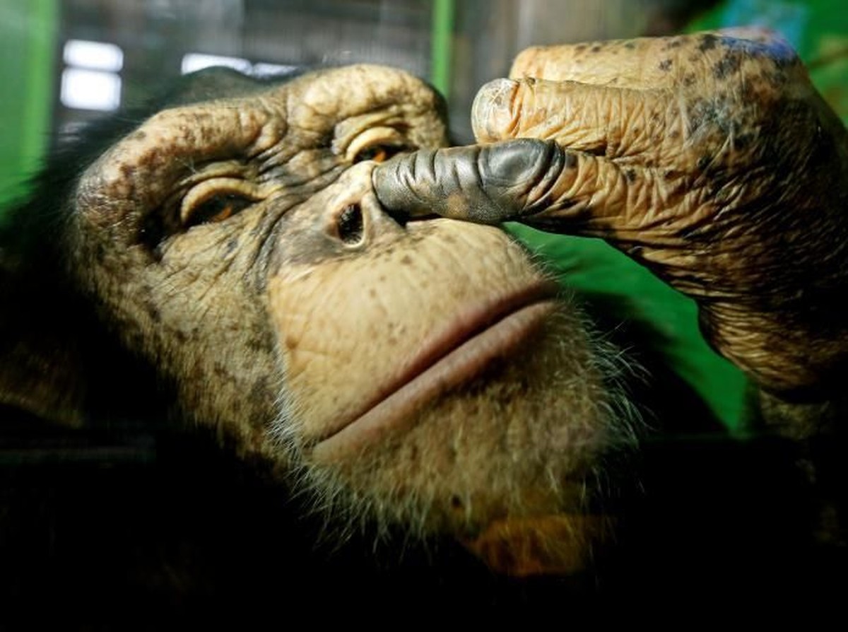 Penelitian Baru Ungkap Simpanse Bisa Mengubah Keyakinan Seperti Manusia