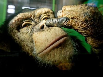 Peneliti Temukan Simpanse Mirip Manusia, Ungkap Fakta Tak Terduga