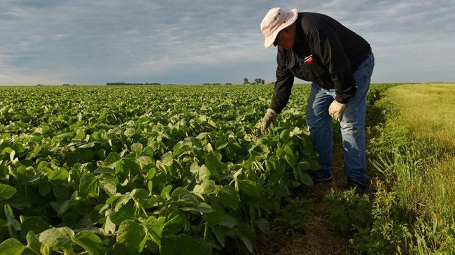 250 Tahun AS: Dulu "Cuma" Negara Petani, Kini Jadi Bos Pangan Dunia