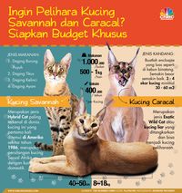 Kucingnya Mahal, Perawatannya pun Spesial