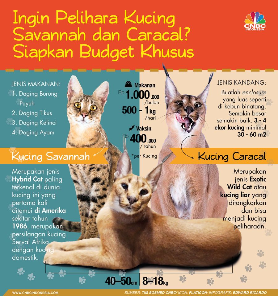 Kucing ras yang mahal dan langka memerlukan perawatan ekstra.
