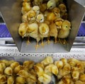 Harga Ayam Jeblok, Kemendag Panggil Pebisnis Pembibitan Ayam