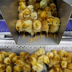 Harga Ayam Jeblok, Kemendag Panggil Pebisnis Pembibitan Ayam