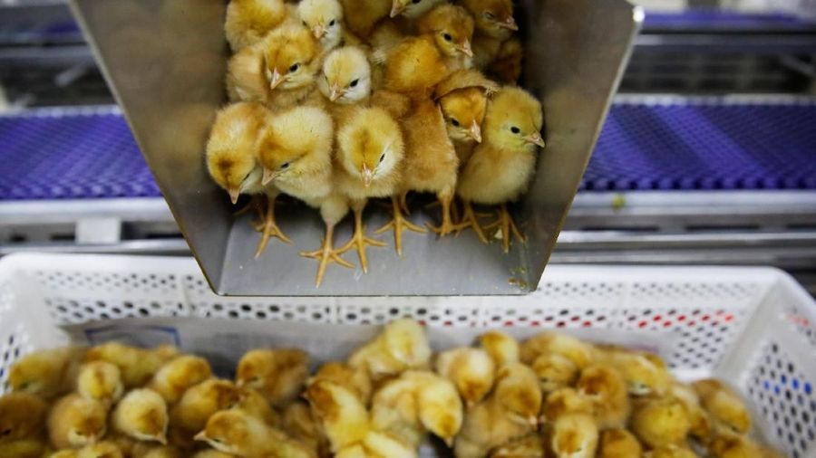 Para pebisnis pembibitan ayam akan dipanggil oleh pemerintah.