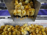 Harga Ayam Jeblok, Kemendag Panggil Pebisnis Pembibitan Ayam