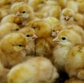 Harga Ayam Anjlok, Peternak Menangis