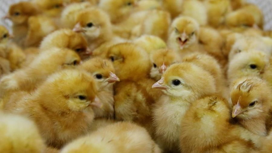 Harga ayam di tingkat peternak anjlok, jauh di bawah harga pokok produksi karena kelebihan pasokan.