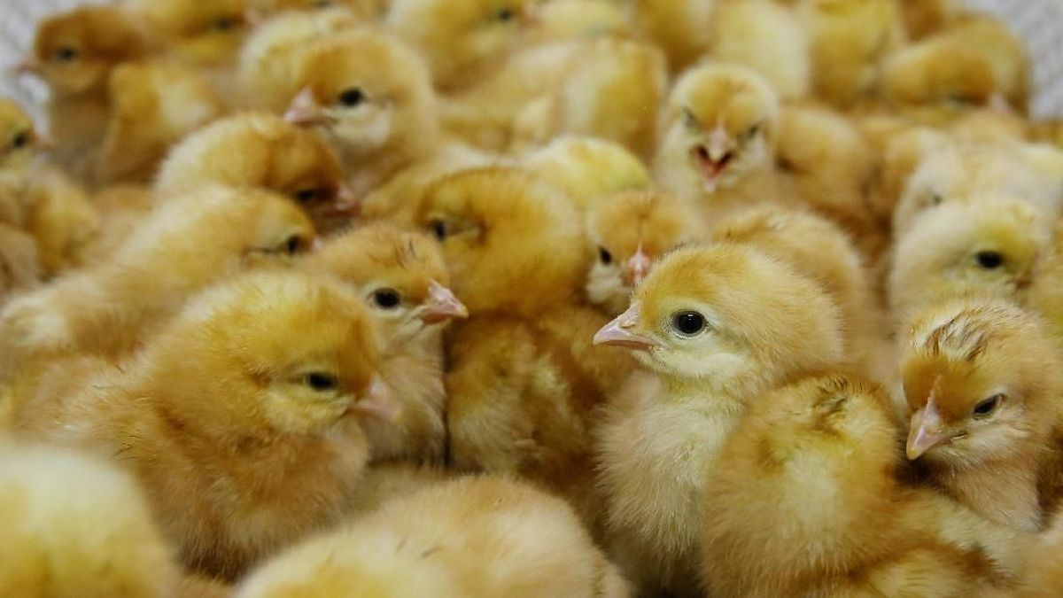 Krisis Biaya Hidup, Geger Harga Ayam Setengah Porsi Rp690 Ribu? — INDONESIA — ERYU PROJECT