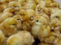 Harga Ayam Anjlok, Peternak Menangis