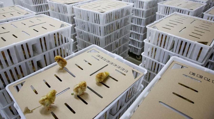 Emiten-emiten produsen ayam dan pakan ternak kompak berada di zona merah pada perdagangan sesi I.