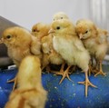 Waduh! "Kiamat" Ayam Serang Malaysia, Singapura Terancam