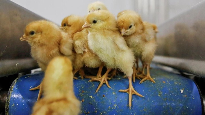 Recently hatched chicks drop off a conveyor belt at the Huayu hatchery in Handan, Hebei province, China, June 25, 2018. Picture taken June 25, 2018.  REUTERS/Thomas Peter