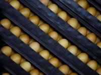 Di Depan DPR, Mendag Sebut Harga Telur Turun Ke Rp 18.000/Kg