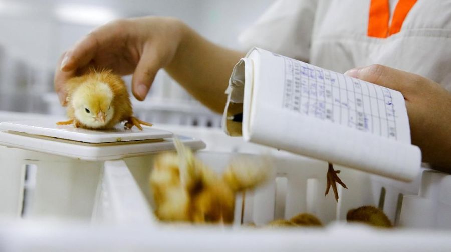Saham-saham emiten produsen ayam dan pakan ternak (poultry) terus tertekan pada perdagangan Rabu ini (26/6/2019).