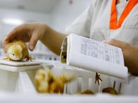 Harga Ayam Jatuh! Saham 4 Emiten Pakan Amblas, CPIN Terparah