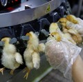 Banyak Peternak Ayam Gulung Tikar Sejak 2016, Ada Apa?