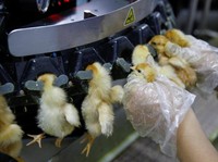 Banyak Peternak Ayam Gulung Tikar Sejak 2016, Ada Apa?