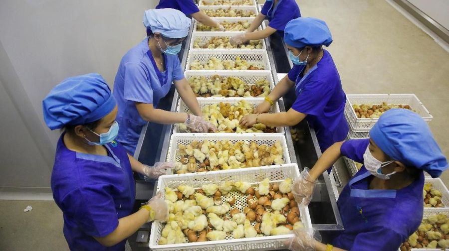 Workers separate female from male day-old chicks at the Huayu hatchery in Handan, Hebei province, China, June 25, 2018. Picture taken June 25, 2018. REUTERS/Thomas Peter