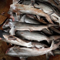 10 Ikan Mengandung Merkuri Tinggi, Ada Sering Dikonsumsi Warga RI