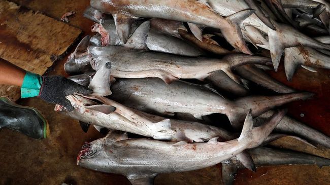 10 Ikan Mengandung Merkuri Tinggi, Ada Sering Dikonsumsi Warga RI