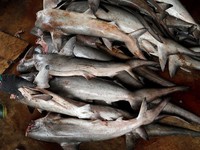 10 Ikan Mengandung Merkuri Tinggi, Ada Sering Dikonsumsi Warga RI