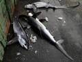 Ratusan Hiu Penangkaran di Karimunjawa Mati