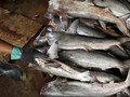 Peneliti Jelaskan Fenomena Temuan Hiu Pascabanjir Sentani