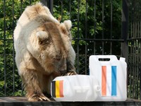 Dari Kucing Sampai Jaguar, Ini Para Hewan Peramal Piala Dunia