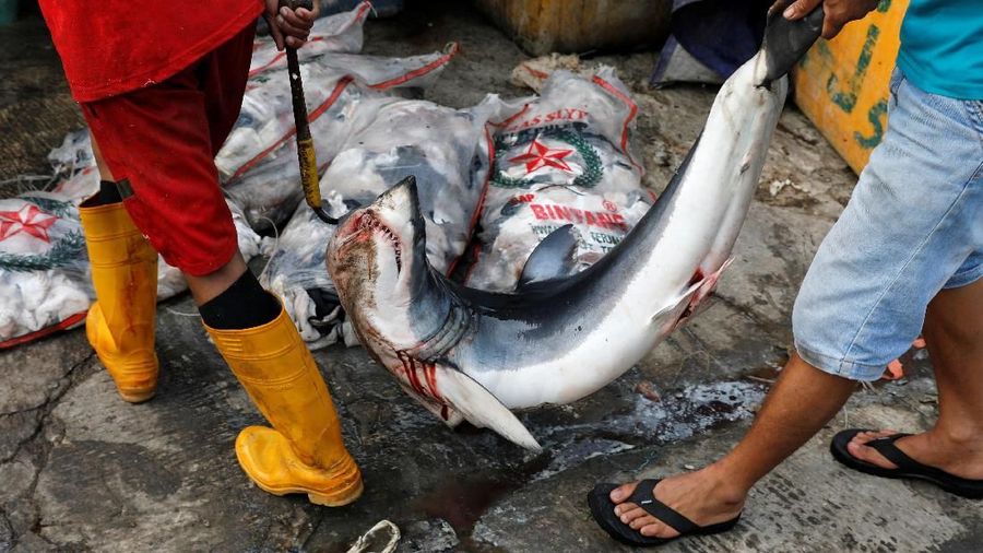 Workers carry a shark before collecting its fins at Kalibaru district in Jakarta, Indonesia, July 10, 2018. REUTERS/Beawiharta