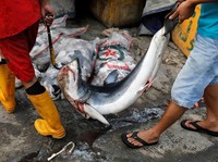 10 Ikan Mengandung Merkuri Tinggi, Banyak Dikonsumsi Warga RI