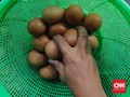 Harga Telur Melonjak, Minat Beli Masyarakat Tak Surut