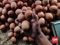 Harga Telur Lebih Mahal dari Malaysia, Kementan Bilang Wajar