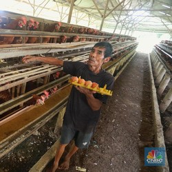 Mendag Beberkan Alasan Telur Ayam Mahal, Nyaris Rp 29.000/Kg