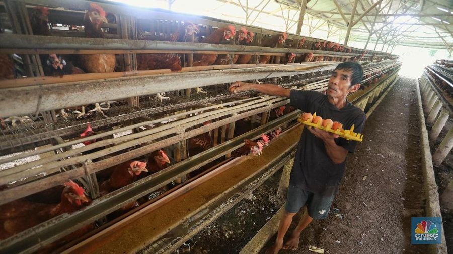 Harga telur ayam masih mahal di pasar nasional.