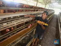Mendag Beberkan Alasan Telur Ayam Mahal, Nyaris Rp 29.000/Kg