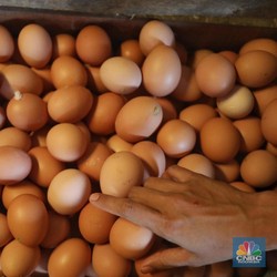 Siap Kocek Duit Lebih Ya Bund, Harga Telur Naik Sampai 2021
