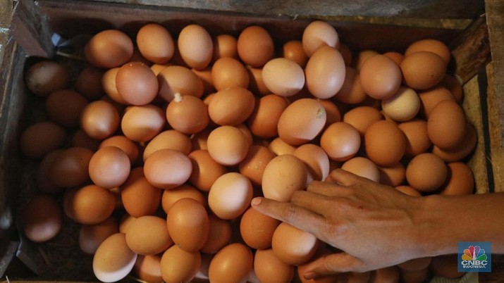 peternak ayam telur